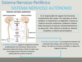 Sistema Nervioso Periférico
SISTEMA NERVIOSO AUTÓNOMO
Es el responsable de regular las funciones
involuntarias del cuerpo. Por ejemplo, el ritmo
cardíaco, la respiración y la digestión. Gracias al
sistema nervioso autónomo, podemos realizar
estas funciones sin pensar conscientemente en
su ejecución. Este sistema se divide en sistema
simpático y sistema parasimpático.
El sistema simpático regula la respuesta al estrés
producida por las hormonas. Éstas son las
reacciones típicas de lucha o huida. Es decir, que
nos prepara para enfrentar amenazas
potenciales de nuestro entorno.
El sistema parasimpático se encarga de mantener las
funciones del cuerpo y de conservar los recursos
físicos. Se inicia en el tronco encefálico y regula los
órganos internos.
 