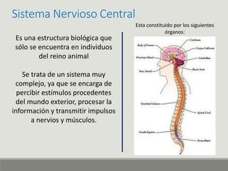 Sistema Nervioso Central
Es una estructura biológica que
sólo se encuentra en individuos
del reino animal
Se trata de un sistema muy
complejo, ya que se encarga de
percibir estímulos procedentes
del mundo exterior, procesar la
información y transmitir impulsos
a nervios y músculos.
Esta constituido por los siguientes
órganos:
 