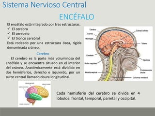 Sistema Nervioso Central
ENCÉFALO
El encéfalo está integrado por tres estructuras:
 El cerebro
 El cerebelo
 El tronco cerebral
Está rodeado por una estructura ósea, rígida
denominada cráneo.
Cerebro
El cerebro es la parte más voluminosa del
encéfalo y se encuentra situado en el interior
del cráneo. Anatómicamente está dividido en
dos hemisferios, derecho e izquierdo, por un
surco central llamado cisura longitudinal.
Cada hemisferio del cerebro se divide en 4
lóbulos: frontal, temporal, parietal y occipital.
 