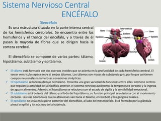 Sistema Nervioso Central
ENCÉFALO
Diencéfalo
Es una estructura situada en la parte interna central
de los hemisferios cerebrales. Se encuentra entre los
hemisferios y el tronco del encéfalo, y a través de él
pasan la mayoría de fibras que se dirigen hacia la
corteza cerebral.
El diencéfalo se compone de varias partes: tálamo,
hipotálamo, subtálamo y epitálamo.
 El tálamo está formado por dos cuerpos ovoides que se asienta en la profundidad de cada hemisferio cerebral. El
tercer ventrículo separa entre sí ambos tálamos. Los tálamos son masas de substancia gris, por lo que contienen
cuerpos neuronales y numerosas conexiones sinápticas.
 El hipotálamo se localiza debajo del tálamo. Presenta una gran variedad de funciones entre ellas: contiene centros
que regulan la actividad de la hipófisis anterior, el sistema nervioso autónomo, la temperatura corporal y la ingesta
de agua y alimentos. Además, el hipotálamo se relaciona con el estado de vigilia y la sensibilidad emocional.
 El subtálamo está delante del tálamo y al lado del hipotálamo, su función principal se relaciona con el movimiento
corporal. Las vías neuronales que lo atraviesan van hacia el tálamo, el cerebelo y los ganglios basales.
 El epitálamo se sitúa en la parte posterior del diencéfalo, al lado del mesencéfalo. Está formado por la glándula
pineal o epífisi y los núcleos de la habénula.
 