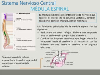 Sistema Nervioso Central
MÉDULA ESPINAL
La médula espinal es un cordón de tejido nervioso que
recorre el interior de la columna vertebral, también
recubierto, como el encéfalo, por las meninges.
Salen nervios de la médula
espinal hacia todos los lugares del
organismo, menos hacia la
cabeza.
Las funciones principales de la médula espinal son las
siguientes:
 Realización de actos reflejos. Elabora una respuesta
ante un estímulo sin que participe el cerebro.
 Conduce los impulsos nerviosos que llegan desde los
receptores hacia el cerebro, y las respuestas con las
órdenes motoras desde el cerebro a los órganos
efectores.
 