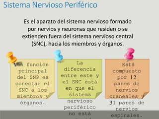 Sistema Nervioso Periférico
Es el aparato del sistema nervioso formado
por nervios y neuronas que residen o se
extienden fuera del sistema nervioso central
(SNC), hacia los miembros y órganos.
La
diferencia
entre este y
el SNC está
en que el
sistema
nervioso
periférico
no está
Está
compuesto
por 12
pares de
nervios
craneales y
31 pares de
nervios
espinales.
La función
principal
del SNP es
conectar el
SNC a los
miembros y
órganos.
 