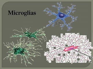 Microglias
 