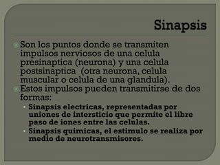 Son los puntos donde se transmiten
impulsos nerviosos de una celula
presinaptica (neurona) y una celula
postsinaptica (otra neurona, celula
muscular o celula de una glandula).
Estos impulsos pueden transmitirse de dos
formas:
• Sinapsis electricas, representadas por
uniones de intersticio que permite el libre
paso de iones entre las celulas.
• Sinapsis quimicas, el estimulo se realiza por
medio de neurotransmisores.
 