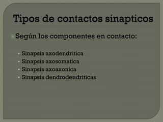 Según los componentes en contacto:
• Sinapsis axodendritica
• Sinapsis axosomatica
• Sinapsis axoaxonica
• Sinapsis dendrodendriticas
 