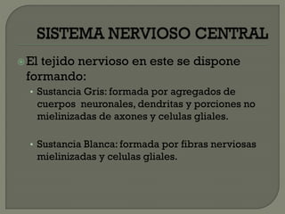 El tejido nervioso en este se dispone
formando:
• Sustancia Gris: formada por agregados de
cuerpos neuronales, dendritas y porciones no
mielinizadas de axones y celulas gliales.
• Sustancia Blanca: formada por fibras nerviosas
mielinizadas y celulas gliales.
 