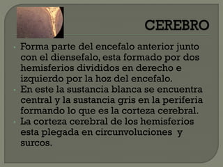 • Forma parte del encefalo anterior junto
con el diensefalo, esta formado por dos
hemisferios divididos en derecho e
izquierdo por la hoz del encefalo.
• En este la sustancia blanca se encuentra
central y la sustancia gris en la periferia
formando lo que es la corteza cerebral.
• La corteza cerebral de los hemisferios
esta plegada en circunvoluciones y
surcos.
 