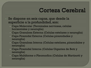 • Se dispone en seis capas, que desde la
superficie a la profundidad, son:
– Capa Molecular (Terminales nerviosas, celulas
horizontales y neuroglia)
– Capa Granulosa Externa (Celulas estelares y neuroglia)
– Capa Piramidal Externa (Celulas piramidades y
neuroglia)
– Capa Granulosa Interna (Celulas estelares, piramidales y
neuroglia)
– Capa Piramidal Interna (Celulas Gigantes de Betz y
neuroglia)
– Capa Multiforme o Pleomorfica (Celulas de Martinotti y
neuroglia)
 