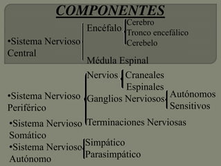 •Sistema Nervioso
Central
•Sistema Nervioso
Periférico
COMPONENTES
Encéfalo
Médula Espinal
Nervios Craneales
Espinales
Ganglios Nerviosos
Terminaciones Nerviosas
Cerebro
Tronco encefálico
Cerebelo
Autónomos
Sensitivos
•Sistema Nervioso
Somático
•Sistema Nervioso
Autónomo
Simpático
Parasimpático
 