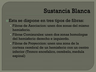 Esta se dispone en tres tipos de fibras:
• Fibras de Asociacion: unen dos zonas del mismo
hemisferio.
• Fibras Comisurales: unen dos zonas homologas
del hemisferio derecho e izquierdo.
• Fibras de Proyeccion: unen una zona de la
corteza cerebral de un hemisferio con un centro
inferior (Tronco encefalico, cerebelo, medula
espinal)
 