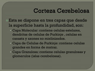 Esta se dispone en tres capas que desde
la superficie hasta la profundidad, son:
• Capa Molecular: contiene celulas estelares,
dendritas de celulas de Purkinje , celulas en
canasta y axones no mielinizados.
• Capa de Celulas de Purkinje: contiene celulas
grandes en forma de matraz.
• Capa Granulosa: contiene celulas granulosas y
glomerulos (islas cerebelosas).
 