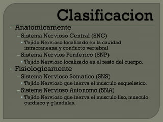 • Anatomicamente
– Sistema Nervioso Central (SNC)
• Tejido Nervioso localizado en la cavidad
intracraneana y conducto vertebral
– Sistema Nervios Periferico (SNP)
• Tejido Nervioso localizado en el resto del cuerpo.
• Fisiologicamente
– Sistema Nervioso Somatico (SNS)
• Tejido Nervioso que inerva el musculo esqueletico.
– Sistema Nervioso Autonomo (SNA)
• Tejido Nervioso que inerva el musculo liso, musculo
cardiaco y glandulas.
 