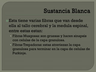Esta tiene varias fibras que van desde
ella al tallo cerebral y la medula espinal,
entre estas estan:
• Fibras Musgosas: son gruesas y hacen sinapsis
con celulas de la capa granulosa.
• Fibras Trepadoras: estas atraviezan la capa
granulosa para terminar en la capa de celulas de
Purkinje.
 