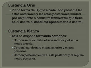• Sustancia Gris
– Tiene forma de H, que a cada lado presenta las
astas anteriores y las astas posteriores unidad
por un puente o comisura transversal que tiene
en el centro el conducto ependimario o central.
• Sustancia Blanca
– Esta se dispone formando cordones:
• Cordon anterior: entre el asta anterior y el surco
medio anterior.
• Cordon lateral: entre el asta anterior y el asta
posterior.
• Cordon posterior: entre el asta posterior y el septum
medio posterior.
 