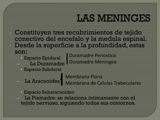 • Constituyen tres recubrimientos de tejido
conectivo del encefalo y la medula espinal.
• Desde la superficie a la profundidad, estas
son:
• Espacio Epidural
– La Duramadre
• Espacio Subdural
– La Aracnoides
• Espacio Subaracnoideo
– La Piamadre: se relaciona intimamente con el
tejido nervioso, siguiendo todos sus contornos.
Duramadre Periostica
Duramadre Meningea
Membrana Plana
Membrana de Celulas Trabeculares
 