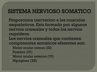 • Proporciona inervacion a los musculos
esqueleticos. Esta formado por algunos
nervios craneales y todos los nervios
raquídeos.
• Los nervios craneales que contienen
componentes somaticos eferentes son:
– Motor ocular comun (III)
– Patetico (IV)
– Motor ocular externo (VI)
– Hipogloso (XII)
 