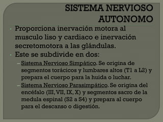 • Proporciona inervación motora al
musculo liso y cardiaco e inervación
secretomotora a las glándulas.
• Este se subdivide en dos:
– Sistema Nervioso Simpático. Se origina de
segmentos torácicos y lumbares altos (T1 a L2) y
prepara el cuerpo para la huida o luchar.
– Sistema Nervioso Parasimpático. Se origina del
encéfalo (III,VII, IX, X) y segmentos sacro de la
medula espinal (S2 a S4) y prepara al cuerpo
para el descanso o digestión.
 