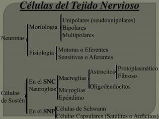 Neuronas
Células
de Sostén
Morfología
Fisiología
Células del Tejido Nervioso
Unipolares (seudounipolares)
Bipolares
Multipolares
Motoras o Eferentes
Sensitivas o Aferentes
En el SNC
Neuroglias
En el SNP
Macroglias
Microglias
Epéndimo
Astrocitos
Oligodendocitos
Protoplasmático
Fibroso
Células de Schwann
Células Capsulares (Satélites o Anficitos)
 