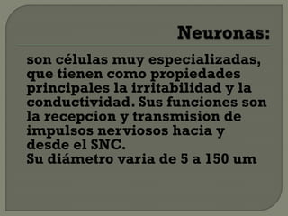 son células muy especializadas,
que tienen como propiedades
principales la irritabilidad y la
conductividad. Sus funciones son
la recepcion y transmision de
impulsos nerviosos hacia y
desde el SNC.
Su diámetro varia de 5 a 150 um
 