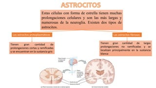 Estas células con forma de estrella tienen muchas
prolongaciones celulares y son las más largas y
numerosas de la neuroglia. Existen dos tipos de
astrocitos.
Los astrocitos protoplasmáticos
Tienen gran cantidad de
prolongaciones cortas y ramificadas
y se encuentran en la sustancia gris
Los astrocitos fibrosos
Tienen gran cantidad de largas
prolongaciones no ramificadas y se
localizan principalmente en la sustancia
blanca
 