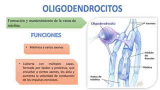 Formación y mantenimiento de la vaina de
mielina.
• Mielinisa a varios axones
• Cubierta con múltiples capas,
formada por lípidos y proteínas, que
envuelve a ciertos axones, los aísla y
aumenta la velocidad de conducción
de los impulsos nerviosos.
 