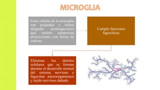 Estas células de la neuroglia
son pequeñas y tienen
delgadas prolongaciones
que emiten numerosas
proyecciones con forma de
espinas.
Cumple funciones
fagocíticas
Eliminan los detritos
celulares que se forman
durante el desarrollo normal
del sistema nervioso y
fagocitan microorganismos
y tejido nervioso dañado
 