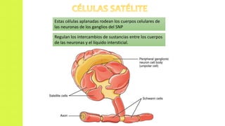 Estas células aplanadas rodean los cuerpos celulares de
las neuronas de los ganglios del SNP
Regulan los intercambios de sustancias entre los cuerpos
de las neuronas y el líquido intersticial.
 