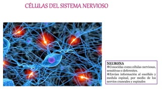 NEURONA
Conocidas como células nerviosas,
sensitivas o deferentes.
Envían información al encéfalo y
medula espinal, por medio de los
nervios craneales y espinales
 