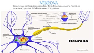 NEURONA
Las neuronas son las principales células del sistema nervioso, cuya función es
encaminar y procesar la información en el organismo.
 