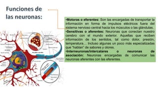 •Motoras o eferentes: Son las encargadas de transportar la
información en forma de impulsos eléctricos fuera del
sistema nervioso central hacia los músculos o las glándulas.
•Sensitivas o aferentes: Neuronas que conectan nuestro
cerebro con el mundo exterior. Aquellas que reciben
información de los sentidos, tal como dolor, presión,
temperatura… Incluso algunas un poco más especializadas
que “hablan” de sabores y olores.
•Interneuronas/intercalares o neuronas de
asociación: Neuronas encargadas de comunicar las
neuronas aferentes con las eferentes.
 