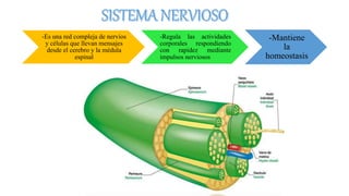 -Es una red compleja de nervios
y células que llevan mensajes
desde el cerebro y la médula
espinal
-Regula las actividades
corporales respondiendo
con rapidez mediante
impulsos nerviosos
-Mantiene
la
homeostasis
 