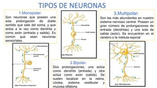 TIPOS DE NEURONAS
1.Monopolar:
Son neuronas que poseen una
sola prolongación de doble
sentido que sale del soma, y que
actúa a la vez como dendrita y
como axón (entrada y salida). Es
común que sean neuronas
sensoriales.
2.Bipolar:
Dos prolongaciones, una actúa
como dendrita (entrada) y otra
actúa como axón (salida). Se
suelen localizar en la retina,
cóclea, sistema vestibular y
mucosa olfatoria.
3.Multipolar:
Son las más abundantes en nuestro
sistema nervioso central. Poseen un
gran número de prolongaciones de
entrada (dendritas) y una sola de
salida (axón). Se encuentran en el
cerebro o la médula espinal
 