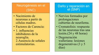 Neurogénesis en el
(SNC)
• Nacimiento de
neuronas a partir de
células madres.
• Factores de Carencia:
• 1. influencias
inhibidores de la
neuroglia.
2.Ausencia de señales
estimulatorias.
Daño y reparación en
el (SNP)
• Nervios formados por
prolongaciones
cubiertas de neurilema.
• Cromatolisis: respuesta
de las neuronas tras una
lesión.(24 y 48 horas)
• Degeneración
walleriana: lesiones
degenerativas (3 y 5
días)
 