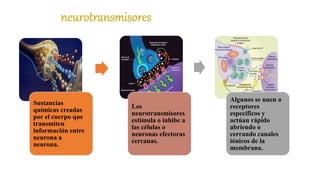 Sustancias
químicas creadas
por el cuerpo que
transmiten
información entre
neurona a
neurona.
Los
neurotransmisores
estimula o inhibe a
las células o
neuronas efectoras
cercanas.
Algunos se unen a
receptores
específicos y
actúan rápido
abriendo o
cerrando canales
iónicos de la
membrana.
 