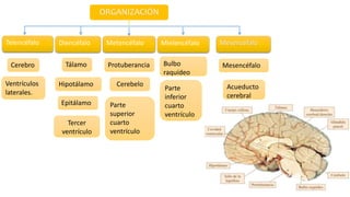 ORGANIZACIÓN
Telencéfalo Diencéfalo Metencéfalo Mielencéfalo Mesencéfalo
Cerebro
Ventrículos
laterales.
Tálamo
Hipotálamo
Epitálamo
Tercer
ventrículo
Protuberancia
Cerebelo
Parte
superior
cuarto
ventrículo
Bulbo
raquídeo
Parte
inferior
cuarto
ventrículo
Mesencéfalo
Acueducto
cerebral
 