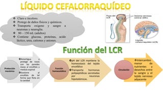  Claro e incoloro.
 Protege de daños físicos y químicos.
 Transporta oxigeno y sangre a
neuronas y neuroglia.
 80 – 150 mL (adultos)
 Contiene glucosa, proteínas, acido
láctico, urea, cationes y aniones.
Amortigua y
protege de roces
con las paredes
óseas al encéfalo y
medula espinal
Sostiene al
encéfalo de tal
forma que flota en
la cavidad
Protección
mecánica
pH del LCR mantiene la
homeostasis del tejido
encefálico
Transporta hormonas
polipeptídicas secretadas
por neuronas
hipotalámicas.
Función
homeostática
Intercambio
menor de
nutrientes y
desechos entre
la sangre y el
tejido nervioso
adyacente
Circulación
 