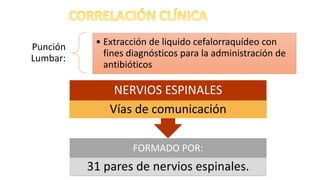 Punción
Lumbar:
• Extracción de liquido cefalorraquídeo con
fines diagnósticos para la administración de
antibióticos
FORMADO POR:
31 pares de nervios espinales.
NERVIOS ESPINALES
Vías de comunicación
 