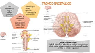 Correlación Clínica:
El síndrome de Wallenberg, también conocido como
infarto bulbar lateral, es un tipo de enfermedad vascular
cerebral de carácter isquémico.
Formada por:
-Bulbo
raquídeo
-Protuberancia
-Mesencéfalo
Zona
comprendida
entre la
médula
espinal y el
diencéfalo El tronco
encefálico
está
relacionado
con los pares
craneales
 