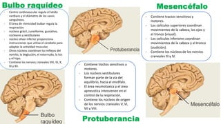 - Centro cardiovascular regula el latido
cardiaco y el diámetro de los vasos
sanguíneos.
- El área de ritmicidad bulbar regula la
respiración.
- núcleos grácil, cuneiforme, gustativo,
cocleares y vestibulares
- núcleo olivar inferior proporciona
instrucciones que utiliza el cerebelo para
adaptar la actividad muscular.
- Otros núcleos coordinan los reflejos del
vomito, la deglución, el estornudo, la tos
y el hipo.
- Contiene los nervios craneales VIII, IX, X,
XI y XII.
- Contiene tractos sensitivos y
motores.
- Los colículos superiores coordinan
movimientos de la cabeza, los ojos y
el tronco (visual).
- Los colículos inferiores coordinan
movimientos de la cabeza y el tronco
(audición).
- Contiene los núcleos de los nervios
craneales III y IV.
- Contiene tractos sensitivos y
motores.
- Los núcleos vestibulares
forman parte de la vía del
equilibrio, hacia el encéfalo.
- El área neumotaxica y el área
apneustica intervienen en el
control de la respiración.
- Contiene los núcleos de origen
de los nervios craneales V, VI,
VII y VIII.
 