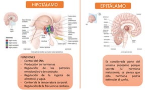 HIPOTÁLAMO EPITÁLAMO
FUNCIONES
- Control del SNA
- Producción de hormonas
- Regulación de los patrones
emocionales y de conducta.
- Regulación de la ingesta de
alimentos y agua.
- Control de la temperatura corporal.
- Regulación de la frecuencia cardiaca.
Es considerada parte del
sistema endocrino porque
secreta la hormona
melatonina, se piensa que
esta hormona podría
estimular el sueño.
 