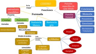 CEREBRO
estructura
encefálica
Crestas Depresiones
circunvoluciones
Surcos
Cisuras
4 lóbulos
Cuerpo
2 surcos
profundos
Parietal
Temporal
Occipital
Frontal
Sustancia
blanca
2 hemisferios
cerebrales
Sustancia
gris
Función
General
Función
especifica de
cada lóbulo Conciencia
Memoria
Pensamiento
Emociones
Movimientos
Voluntarios
Funciones
Es la
mayor
Presenta
Llamadas
Llamadas
Mas profundos
conectados
Divide al cerebro Cada
hemisferio
dividido
Formada
 