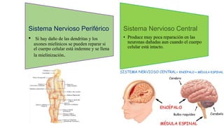 Sistema Nervioso Periférico
• Si hay daño de las dendritas y los
axones mielínicos se pueden reparar si
el cuerpo celular está indemne y se llena
la mielinización.
Sistema Nervioso Central
• Produce muy poca reparación en las
neuronas dañadas aun cuando el cuerpo
celular está intacto.
 