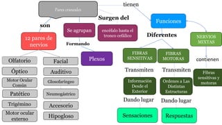 Funciones
12 pares de
nervios
Respuestas
FIBRAS
SENSITIVAS
NERVIOS
MIXTAS
FIBRAS
MOTORAS
Información
Desde el
Exterior
Ordenes a Las
Distintas
Estructuras
Sensaciones
encéfalo hasta el
tronco cefálico
Se agrupan
Pares craneales
son
Surgen del
Olfatorio
Óptico
Trigémino
Motor Ocular
Común
Auditivo
Motor ocular
externo
Glosofaríngeo
Neumogástrico
Accesorio
Hipogloso
Patético
Facial
Formando
Plexos
tienen
Diferentes
Transmiten Transmiten
Dando lugar Dando lugar
contienen
Fibras
sensitivas y
motoras
 