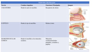 NERVIOS CRANEALES
Nervio Conduce impulsos Funciones Principales Imagen
I OLFATORIO Desde la nariz al encéfalo. Receptores de olores
II ÓPTICO Desde el ojo al encéfalo. Retina (vista)
III MOTOR OCULAR
COMÚN
Desde el encéfalo a los músculos
oculares.
Músculos
oculares(incluidos
parpados, cristalino y
pupila).
 