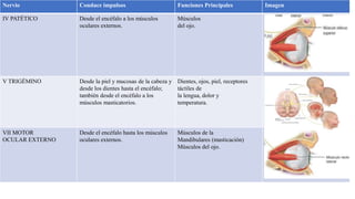 Nervio Conduce impulsos Funciones Principales Imagen
IV PATÉTICO Desde el encéfalo a los músculos
oculares externos.
Músculos
del ojo.
V TRIGÉMINO Desde la piel y mucosas de la cabeza y
desde los dientes hasta el encéfalo;
también desde el encéfalo a los
músculos masticatorios.
Dientes, ojos, piel, receptores
táctiles de
la lengua, dolor y
temperatura.
VII MOTOR
OCULAR EXTERNO
Desde el encéfalo hasta los músculos
oculares externos.
Músculos de la
Mandibulares (masticación)
Músculos del ojo.
 