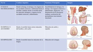 Nervio Conduce impulsos Funciones Principales Imagen
X VAGO O
NEUMOGÁSTRICO
Desde la faringe, la laringe y los órganos de
las cavidades torácicas y abdominal hasta el
encéfalo, también desde el encéfalo hasta
los músculos faríngeos y órganos de las
cavidades torácicas y abdominales.
Sensibilidad de la faringe y la
laringe y los órganos torácicos y
abdominales; deglución, voz,
disminución de la frecuencia
cardiaca, aceleración del
peristaltismo (movimiento
intestinal)
XI ESPINAL O
ACCESORIO
Desde el encéfalo hasta ciertos músculos
del hombro y del cuello.
Músculos de cuello y
espalda
XII HIPOGLOSO Desde el encéfalo hasta los músculos de la
lengua.
Músculos de la lengua
 