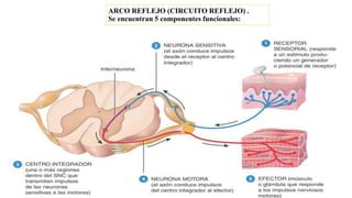 ARCO REFLEJO (CIRCUITO REFLEJO) .
Se encuentran 5 componentes funcionales:
 
