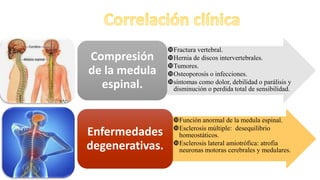 Fractura vertebral.
Hernia de discos intervertebrales.
Tumores.
Osteoporosis o infecciones.
síntomas como dolor, debilidad o parálisis y
disminución o perdida total de sensibilidad.
Compresión
de la medula
espinal.
Función anormal de la medula espinal.
Esclerosis múltiple: desequilibrio
homeostáticos.
Esclerosis lateral amiotrófica: atrofia
neuronas motoras cerebrales y medulares.
Enfermedades
degenerativas.
 
