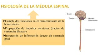 Cumple dos funciones en el mantenimiento de la
homeostasis:
Propagación de impulsos nerviosos (tractos de
sustancias blancas)
Integración de información (tracto de sustancia
gris)
 