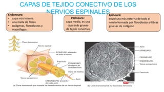 CAPAS DE TEJIDO CONECTIVO DE LOS
NERVIOS ESPINALESEndoneuro:
• capa más interna.
• una malla de fibras
• colágenas, fibroblastos y
macrófagos
Perineuro :
capa media, es una
capa más gruesa
de tejido conectivo
Epineuro:
envoltura más externa de todo el
nervio formada por fibroblastos y fibras
gruesas de colágeno
 
